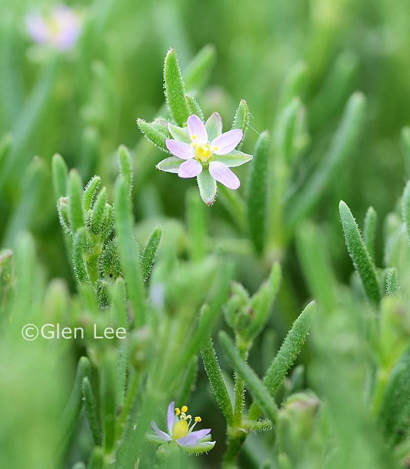 Spergularia salina photos Saskatchewan Wildflowers